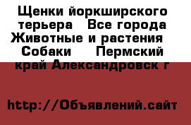 Щенки йоркширского терьера - Все города Животные и растения » Собаки   . Пермский край,Александровск г.